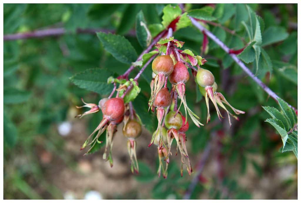 rosales-ferrer-invierno-sombra-rosa