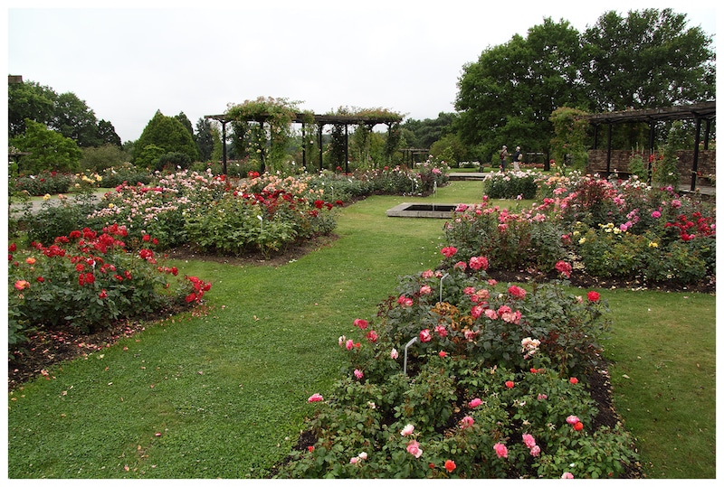 rosales-ferrer-jardines-parques-rosaledas
