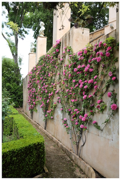 rosales-ferrer-jardines-monumentos-rosa