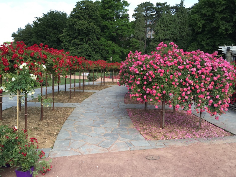 rosales-ferrer-jardines-parques-rosaledas