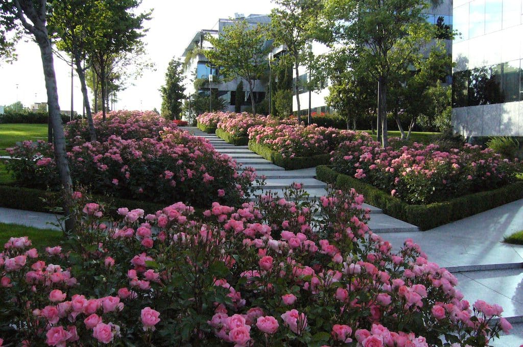 rosales-ferrer-jardines-privados-rosa