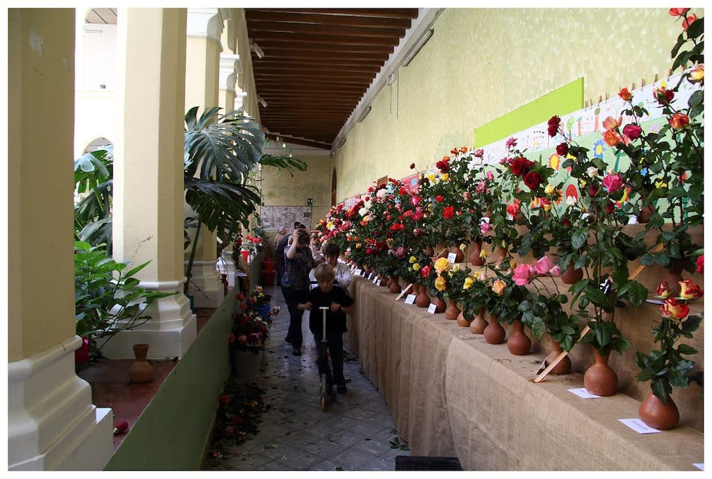 rosales-ferrer-concursos-rosa