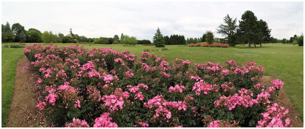 rosales-ferrer-campos-golf-rosa