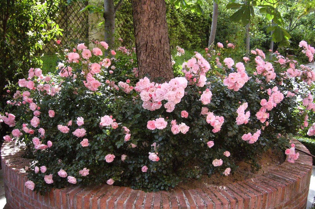 rosales-ferrer-jardines-privados-rosa