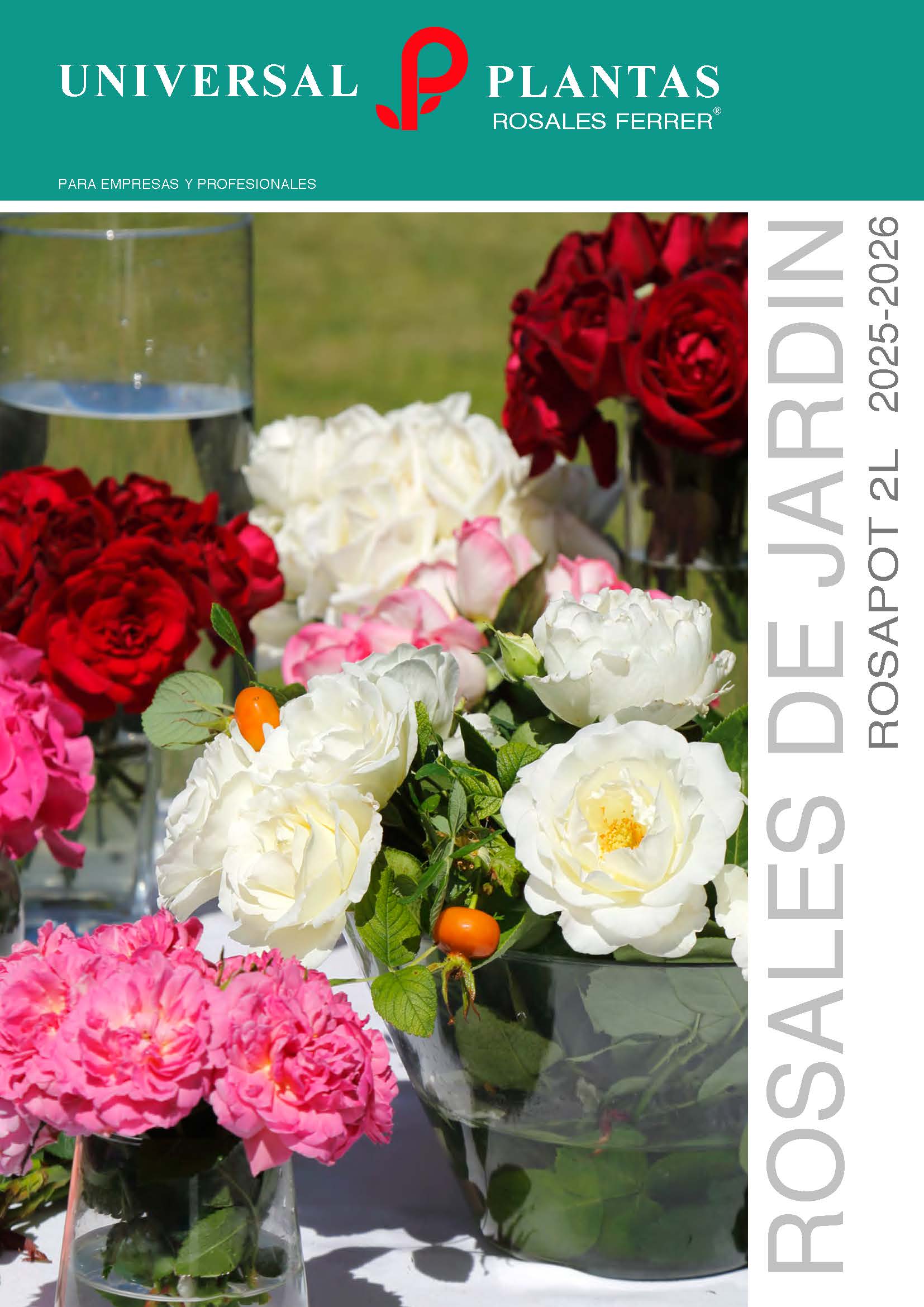 rosales_ferrer_rosal_meilland